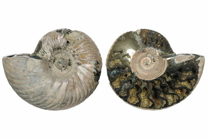 One Side Polished, Pyritized Fossil Ammonite - Russia #174989